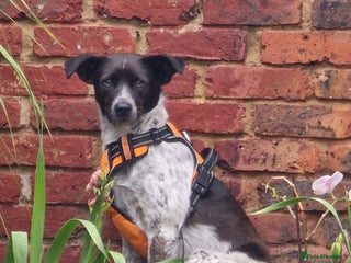 Mixed Breed dogs - Advert 20