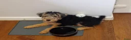 Lakeland Terrier dogs for sale: SHOW KC Registered Lakeland Terrier  - Advert 6