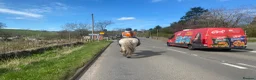Irish Cob horses for sale: FOR LOAN 15.1 heavy cob gelding - Advert 4