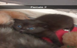 Domestic Shorthair cats for sale: Ghost tabby/ siamese - Image 6