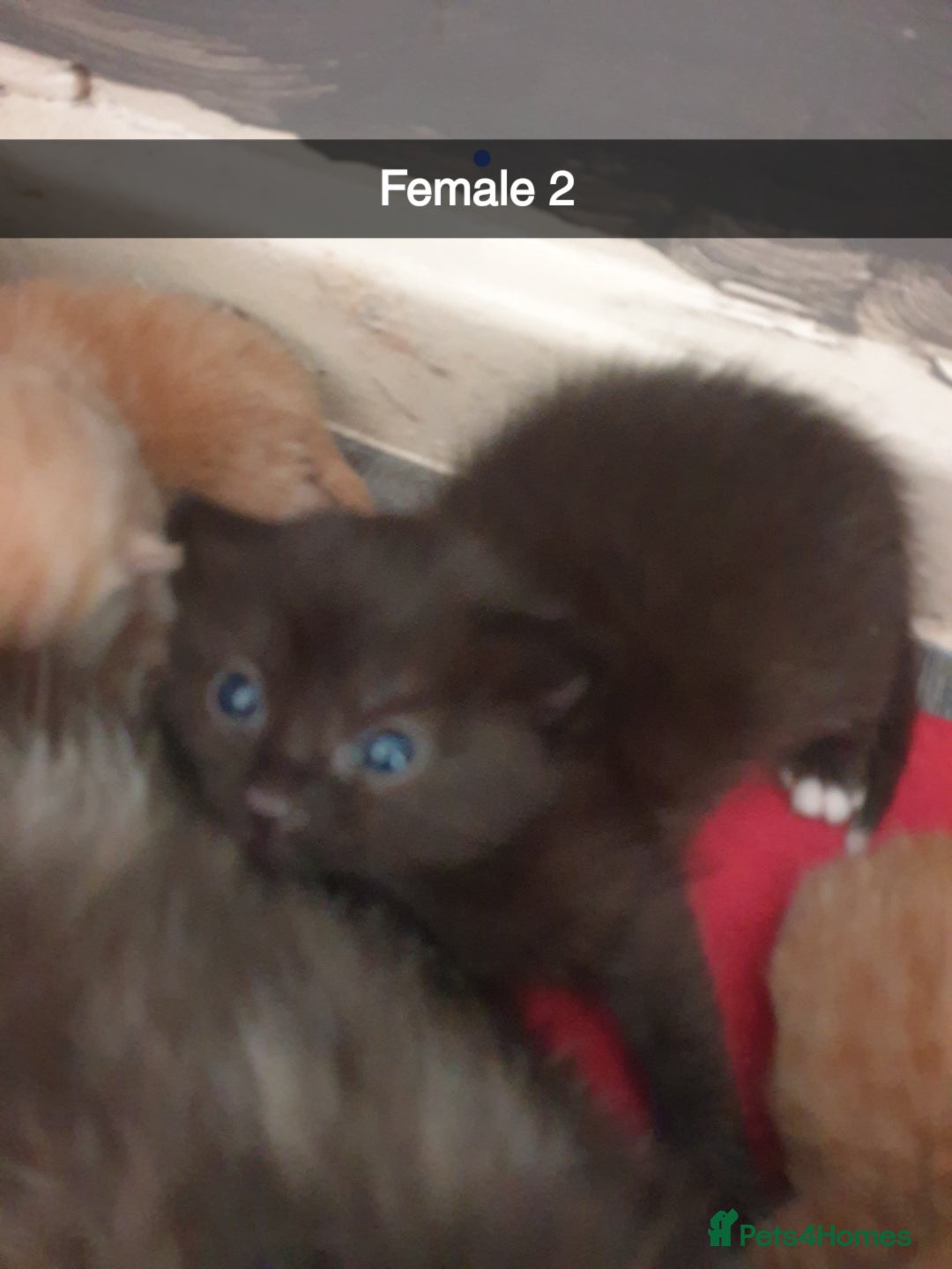 Domestic Shorthair cats for sale: Ghost tabby/ siamese - Image 6