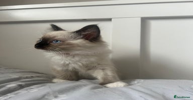 Ragdoll cats - Advert 2
