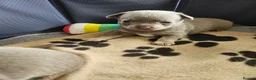 Chihuahua dogs for sale: Five Smoothcoat Chihuahua puppies for sale - Advert 15