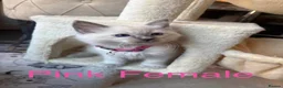 Ragdoll cats for sale: 💙6 Beautiful Pure Ragdoll Kittens💙 - Advert 9
