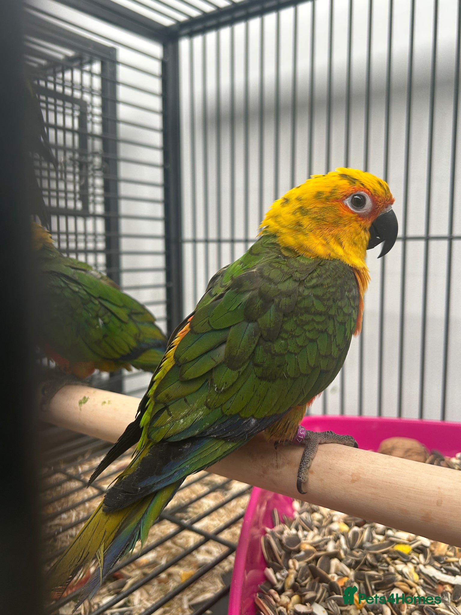 Mixed Breed birds Various Stunning Range Birds  - Advert 2