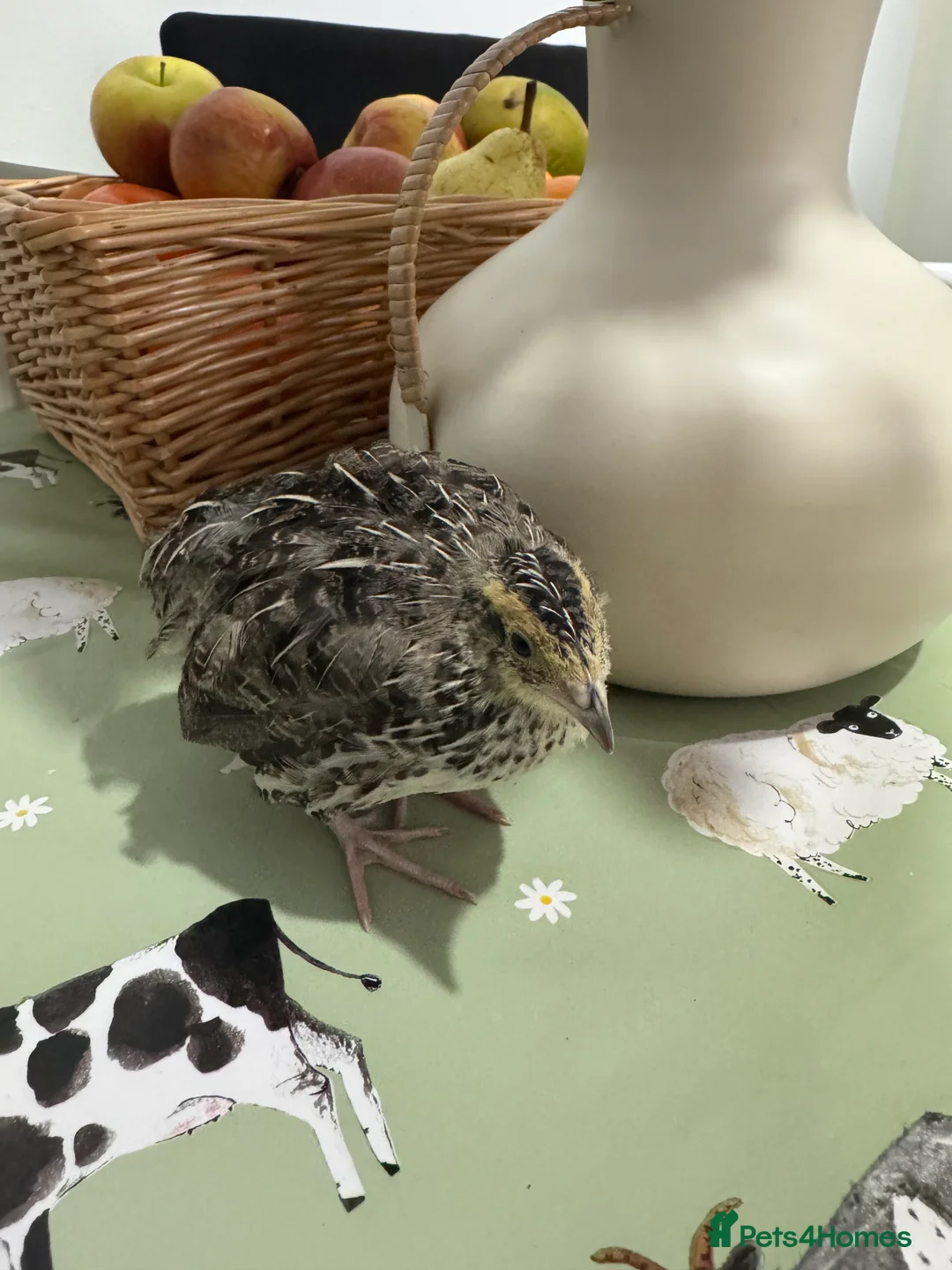 Quail poultry for sale: Coturnix Jumbo Quails  - Advert 4