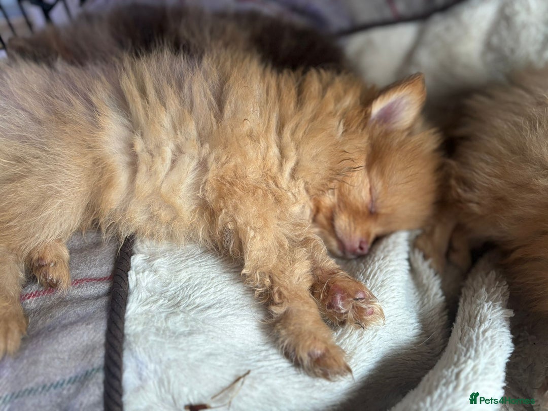Pomeranian dogs for sale: Pomeranian,  from fully health tested parents  - Image 2