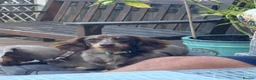 Miniature Dachshund dogs for sale: Mini Dachshund for sale  - Advert 6