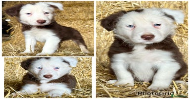 Border Collie dogs - Advert 2