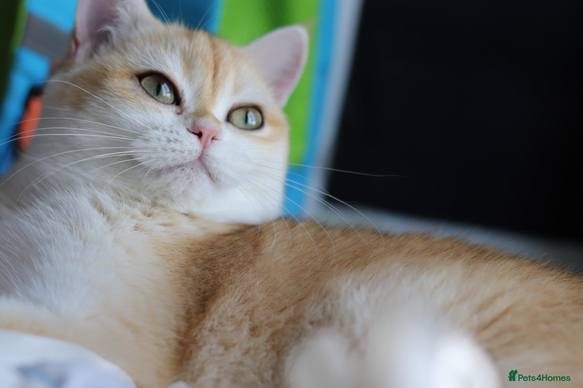 British Shorthair cats Beautiful GCCF Golden Ny12 British Shorthair Girl  - Advert 1