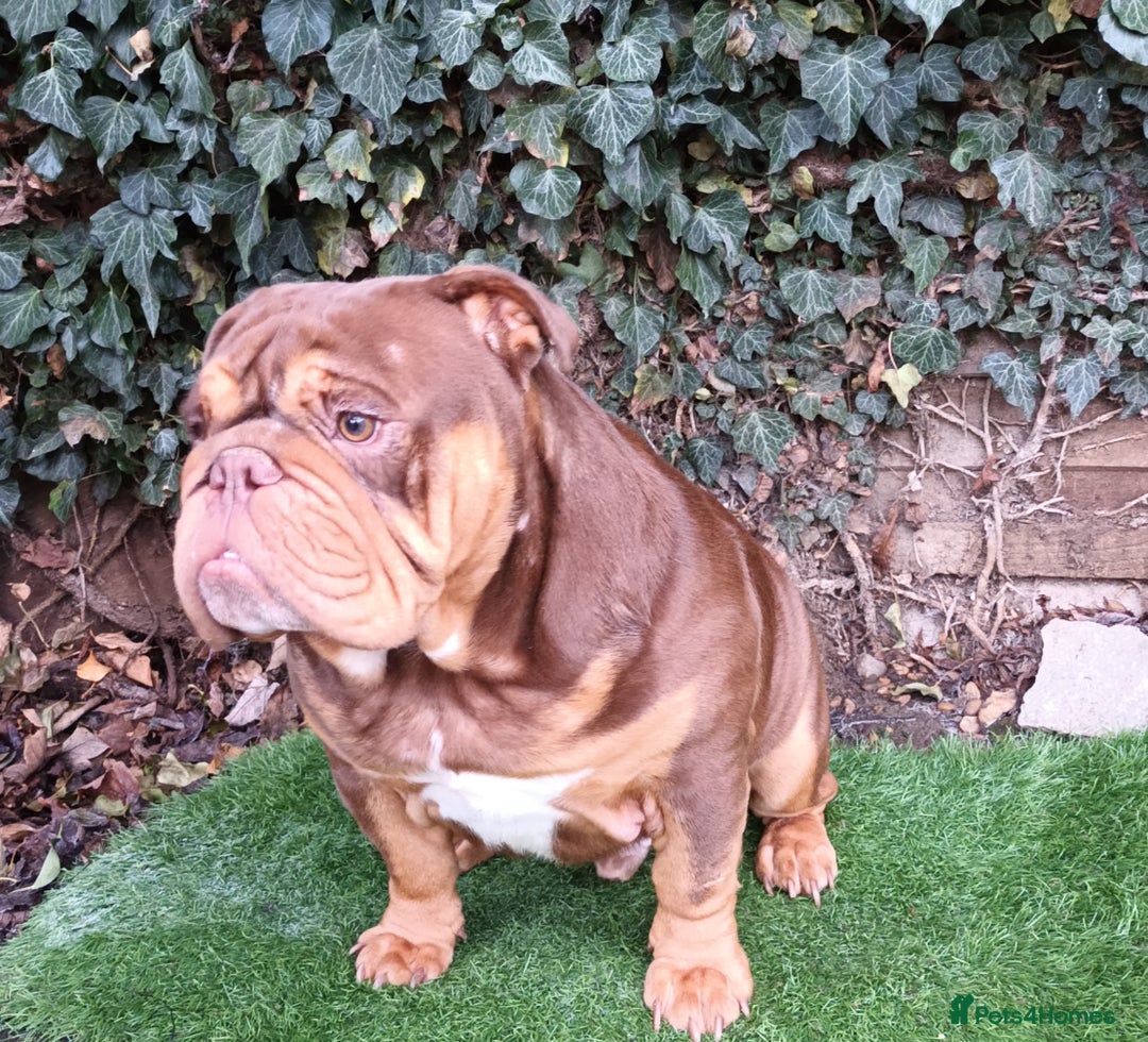 English Bulldog dogs for stud: Dog for stud in Dagenham - Advert 15