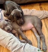 Mixed Breed dogs Mastiff pups for sale - Advert 2