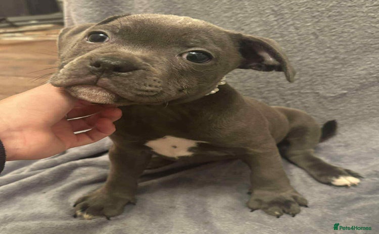 Staffordshire Bull Terrier dogs - Advert 5
