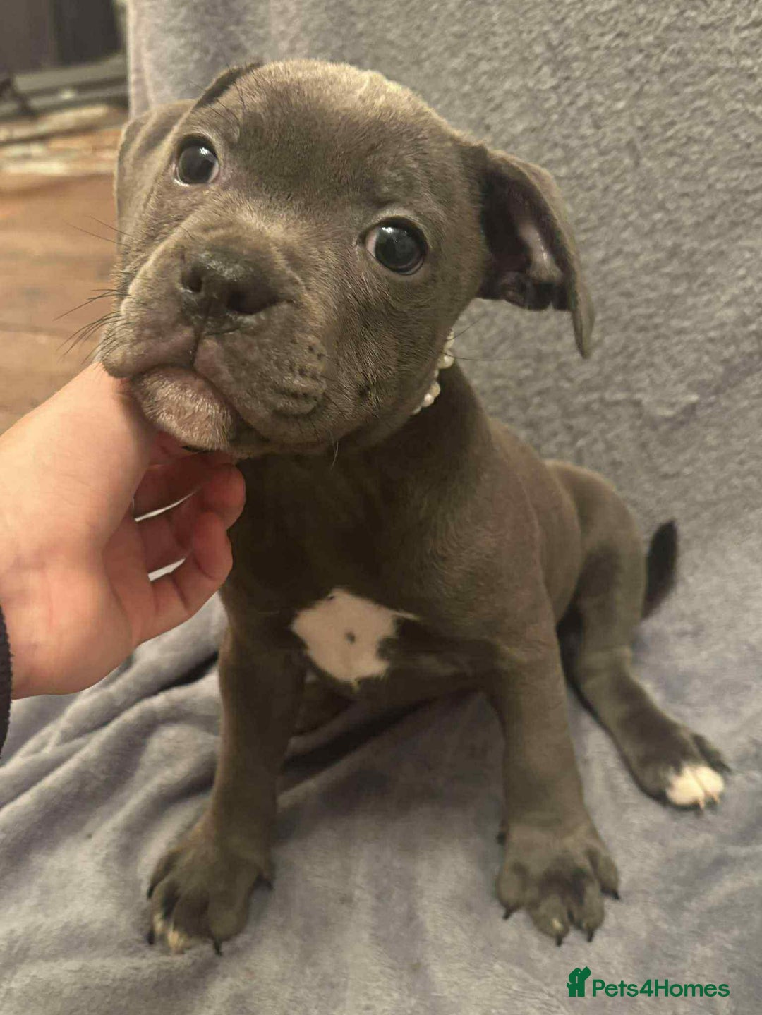 Staffordshire Bull Terrier dogs for sale: Blue staffs ready to go adorable pups - Image 1