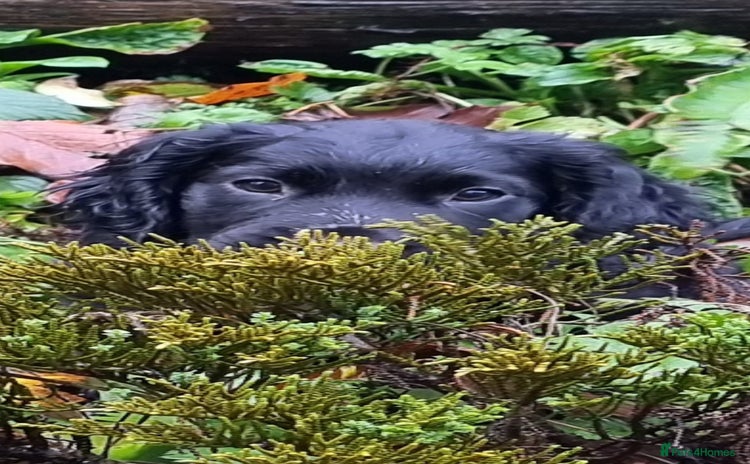 Cocker Spaniel dogs - Advert 16