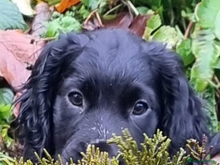 Cocker Spaniel dogs KC Registered Cocker Spaniel (Working) Puppies - Advert 6