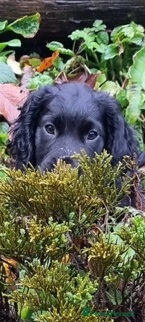 Cocker Spaniel dogs - Advert 16