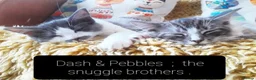 Ragcoon cats for sale: Maincoon × Ragdoll (Ragcoon)  chunky boys  - Advert 5