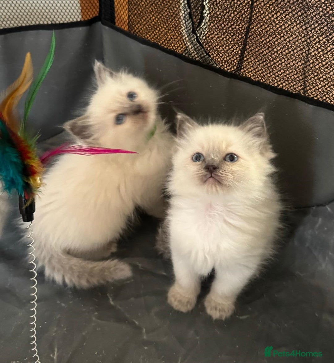 Ragdoll cats for sale: Quality Ragdolls for perfect homes - Image 6