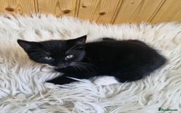 Domestic Shorthair cats for sale: Adorable Tuxedo Kitten for sale - Image 2
