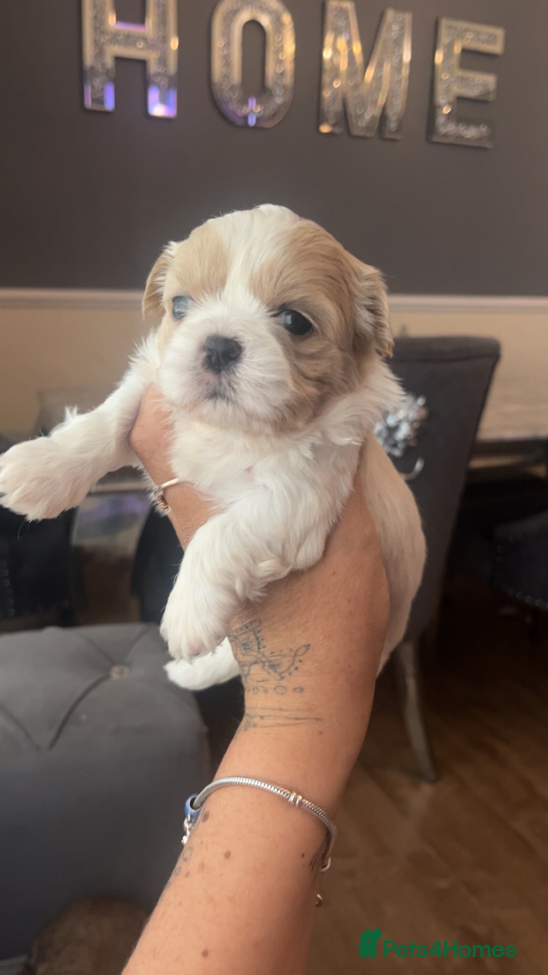 Shih Tzu dogs for sale: Cream and chocolate imperial shih tzu pups - Image 17