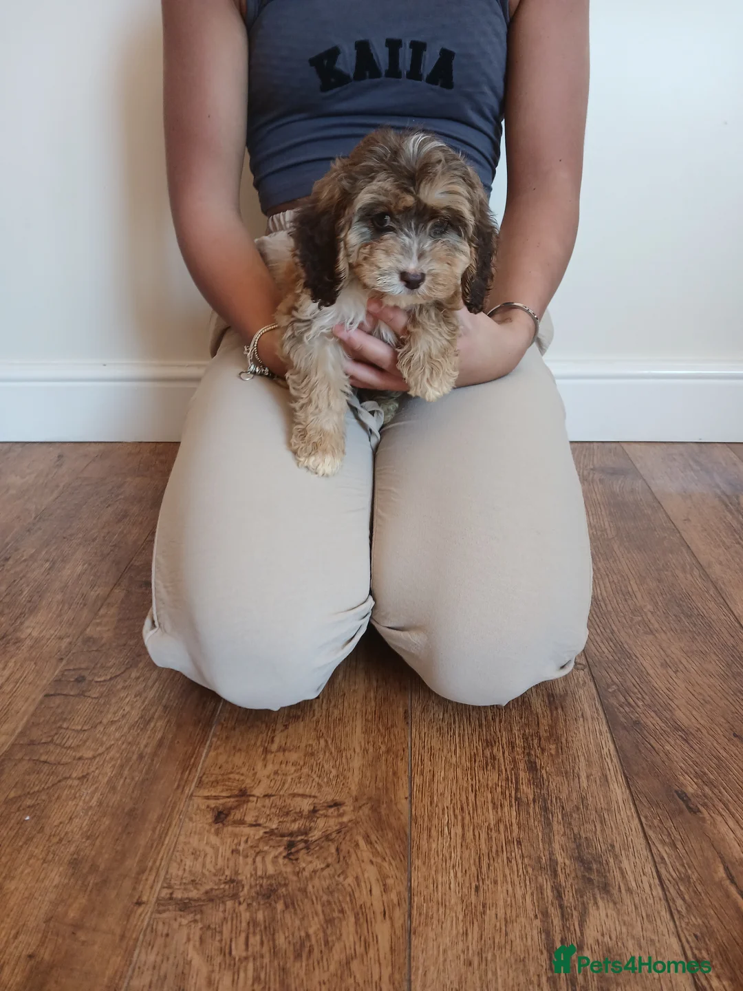 Cockapoo dogs for sale: Cockapoo puppies  - Advert 2