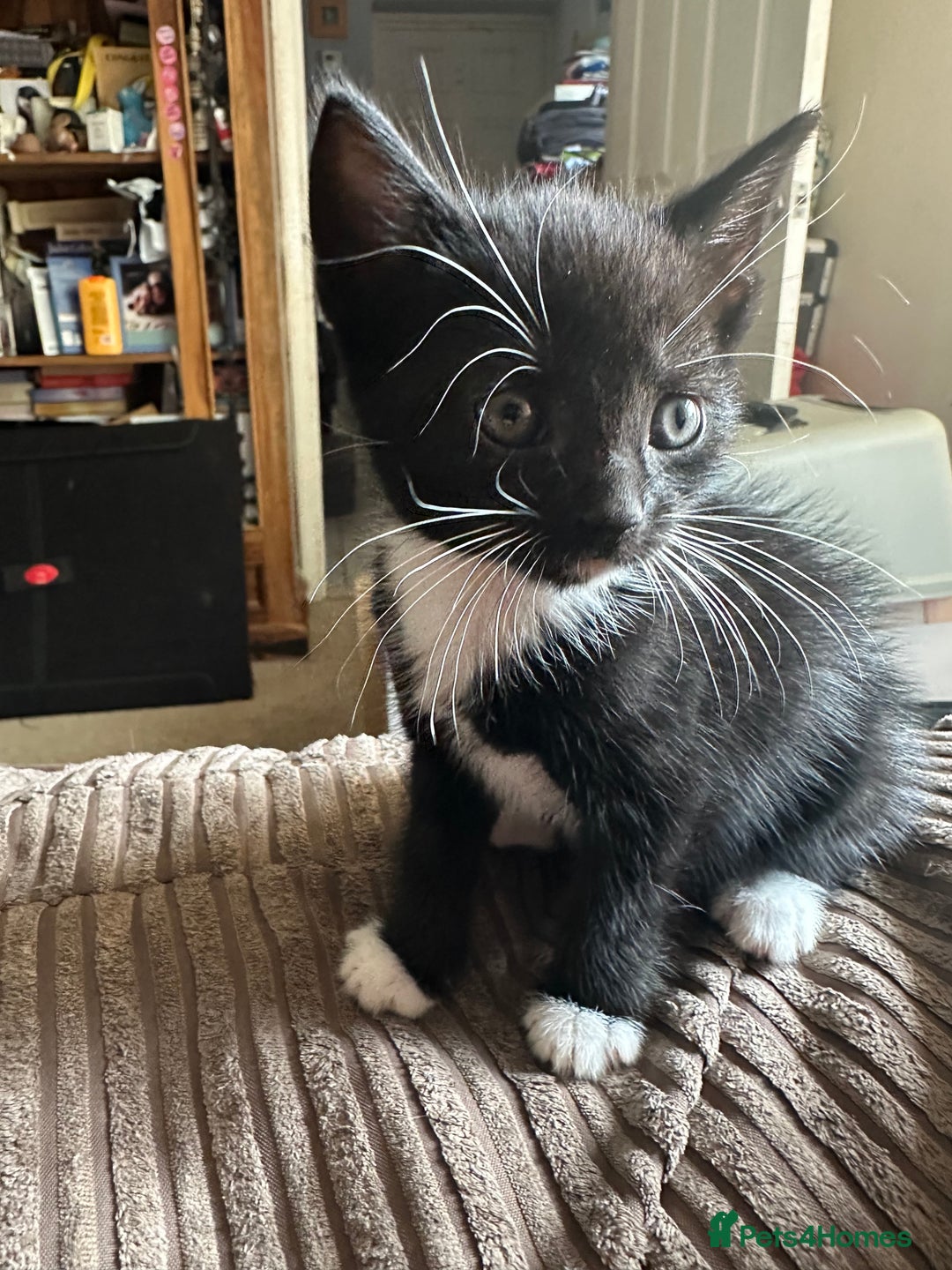 Mixed Breed cats for sale: 3 beautiful playful kittens  - Image 17