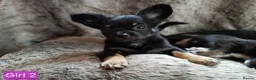 Chihuahua dogs for sale: Quality Longhair Chihuahua Puppies - Advert 12
