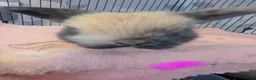 Mini Lop rabbits for sale: Pure bred mini lops for reserve - Advert 2