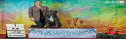Cane Corso dogs for sale: Champion/true to type cane corso puppies - Advert 3