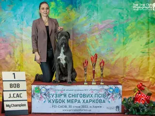 Cane Corso dogs Champion/true to type cane corso puppies - Advert 12