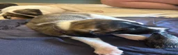 Whippet dogs for sale: One stunning pedigree whippet boy left  - Advert 12