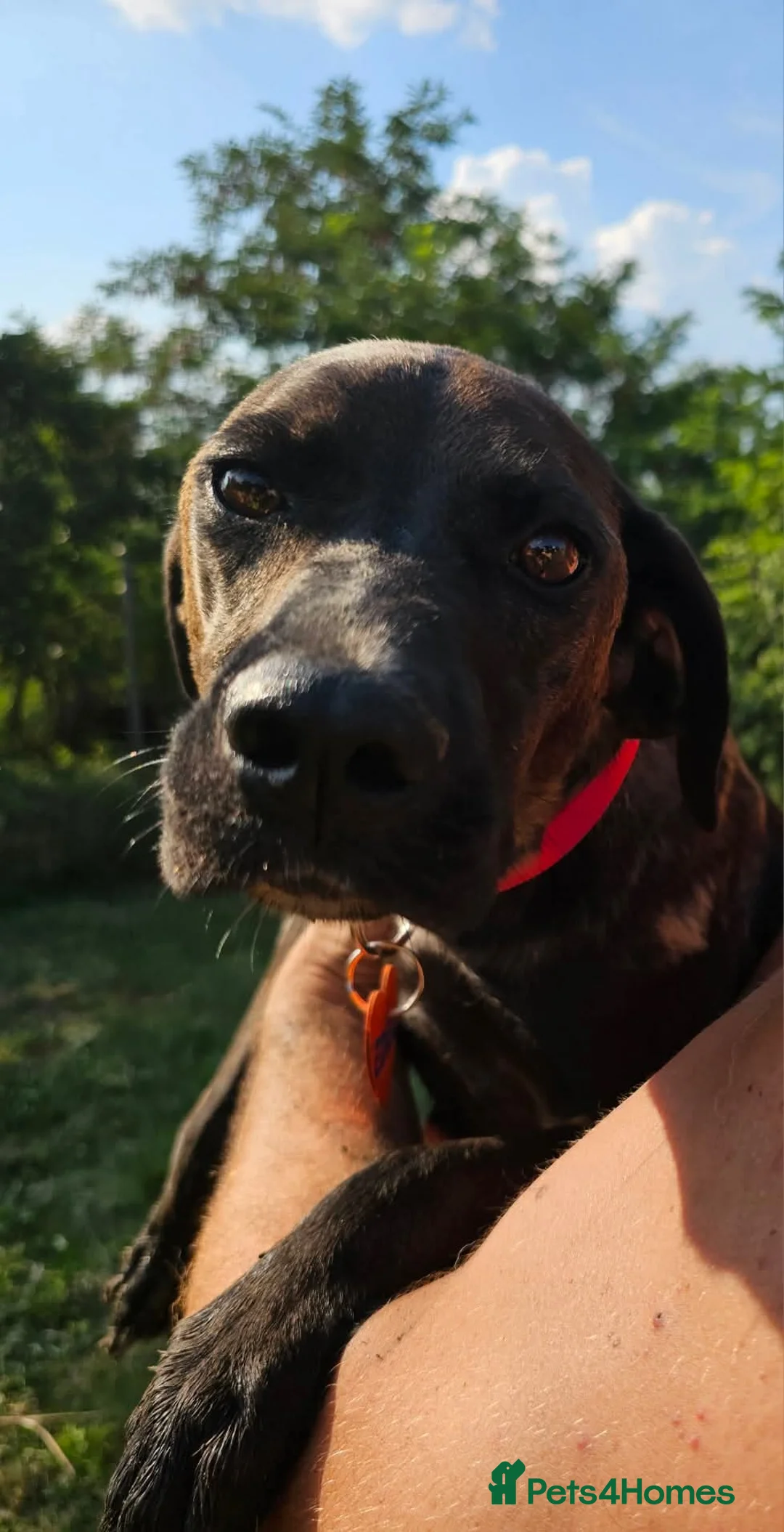 Mixed Breed dogs for sale: 💞MEET EDEN:THE SMILING GIRL ! ! - Advert 2