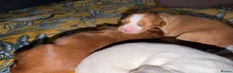 Australian Labradoodle dogs for sale: Exceptional Australian Labradoodles - Advert 15