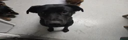 Mixed Breed dogs for sale: Labrador x staffy rehoming - Advert 11