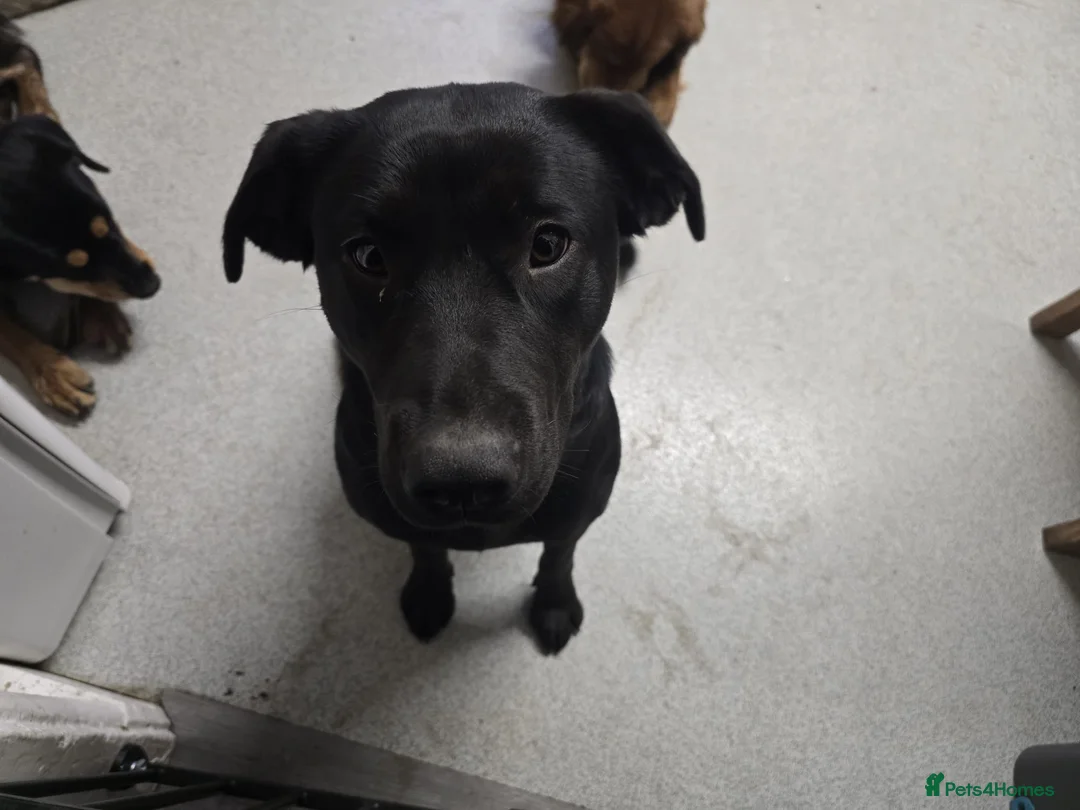 Mixed Breed dogs for sale: Labrador x staffy rehoming - Advert 11