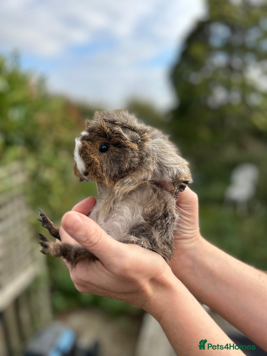 Guinea Pig rodents for sale: Stunning baby guinea pigs  - Image 5
