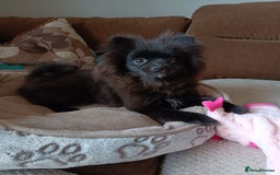 Pomeranian dogs for sale: Pom puppys with Kc reg , pedigree for sale - Image 22
