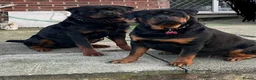 Rottweiler dogs for sale: Chunky Rotwieler pups for sale  in Manchester - Advert 1