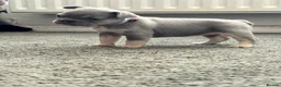 French Bulldog dogs for sale: Kc registered French Bulldog puppies  - Advert 5