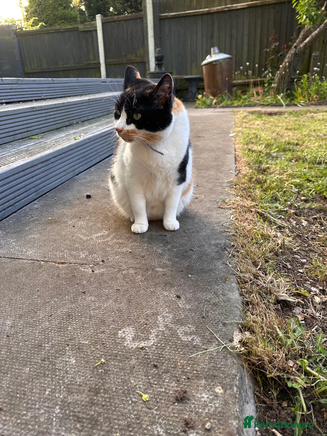 Domestic Shorthair cats for sale: Domestic Shorthair Cat looking for forever home in Birmingham - Advert 7