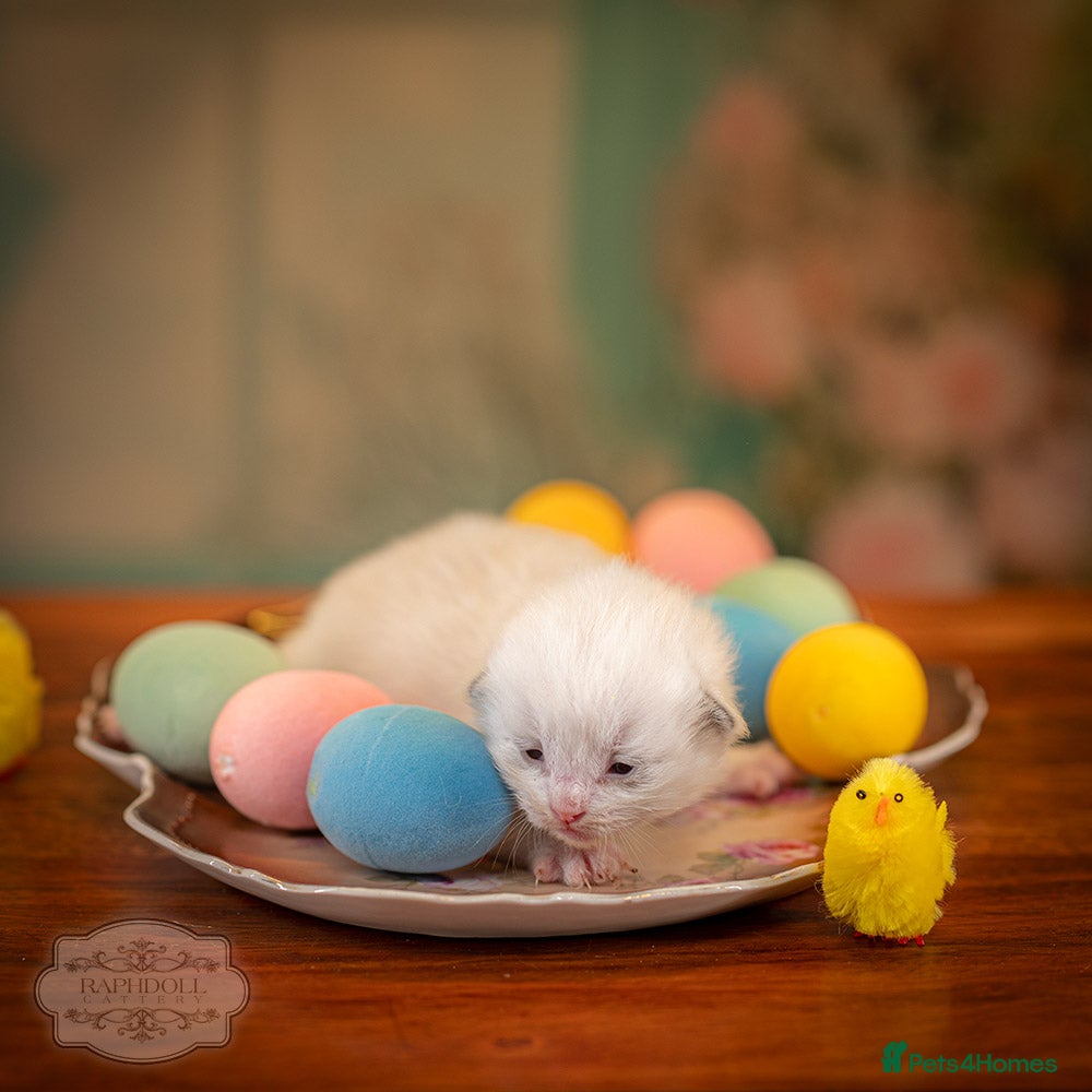 Ragdoll cats Ragdoll Kitten Boy ZPAA Champion! - Advert 1