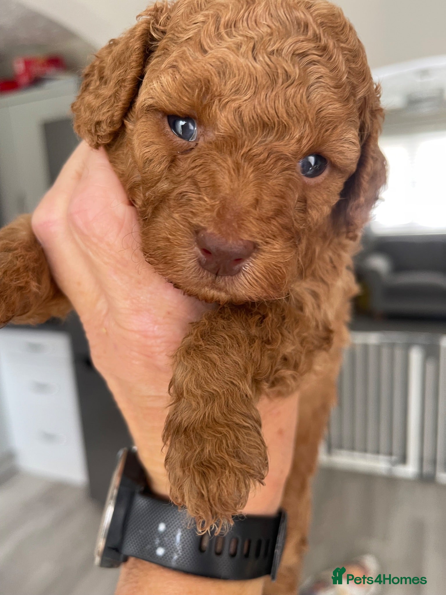 Toy Poodle dogs Kc registered toy poodle - Advert 15