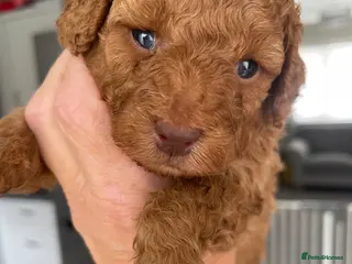 Toy Poodle dogs Kc registered toy poodle - Advert 3