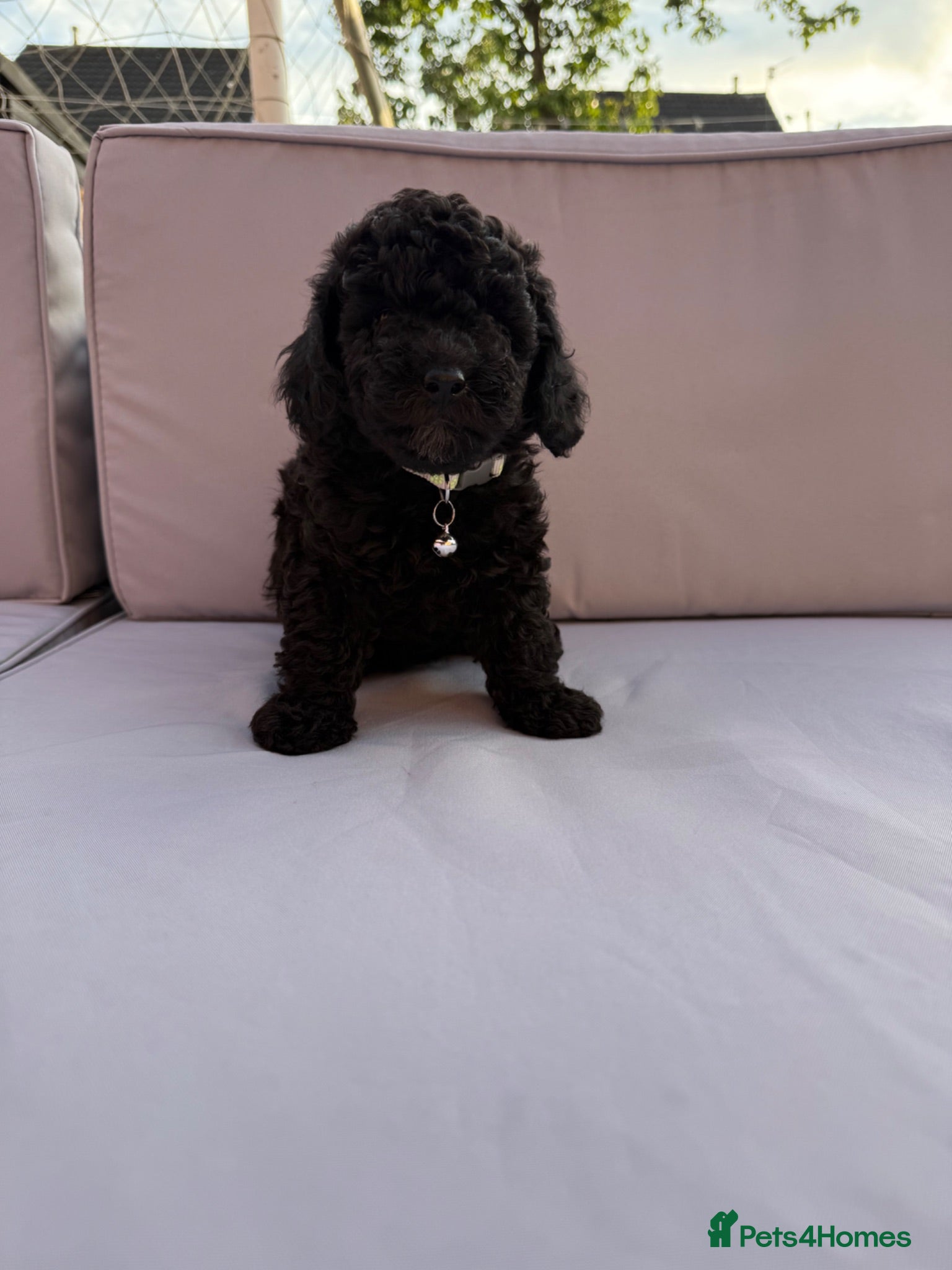 Cockapoo dogs Toy Cockapoo Puppies | DNA & Health Tested Parents - Advert 1