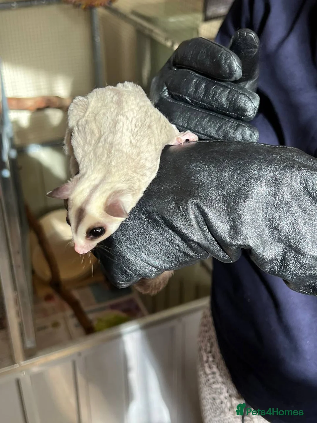 Sugar Glider rodents for sale: ✨ EXCEPTIONAL SUGAR GLIDER CLAN  - Advert 2