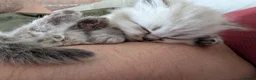 Persian cats for sale: ✨ Beautiful Persian Kittens for Sale ✨ - Advert 9