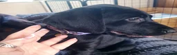 Mixed Breed dogs for sale: Black Lab x Pointer Puppies *ONLY 2 GIRLS LEFT* - Advert 6