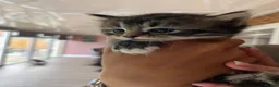 Mixed Breed cats for sale: Mixed breed kittens  - Advert 6