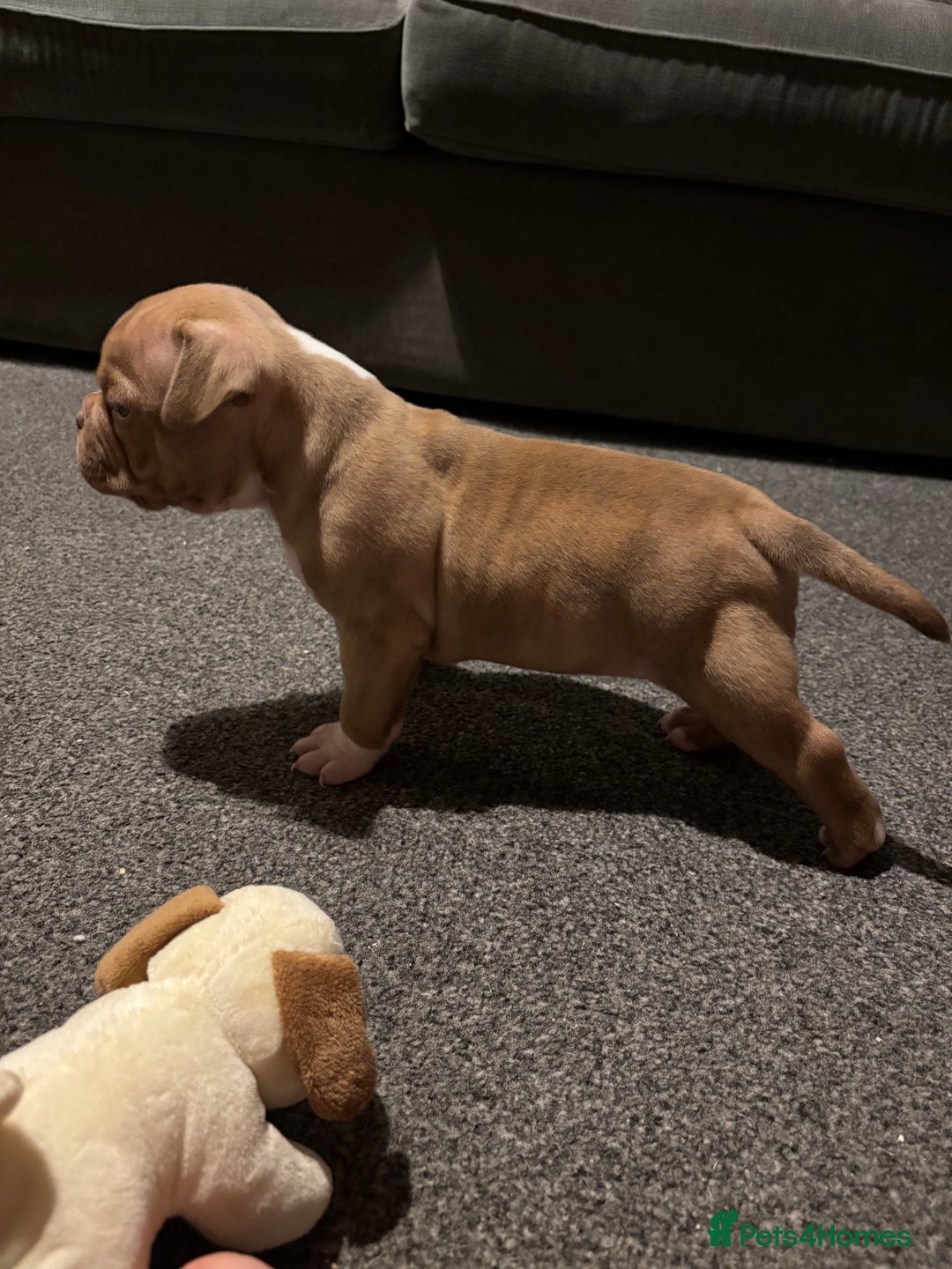 American Bully dogs for sale: Micro Bully puppies for sale!  - Advert 1